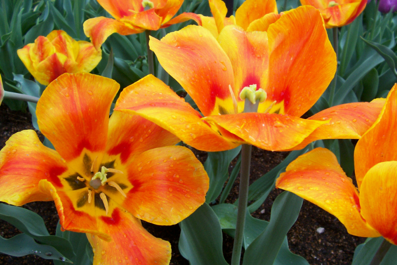 [orange+and+red+tulips.jpg]
