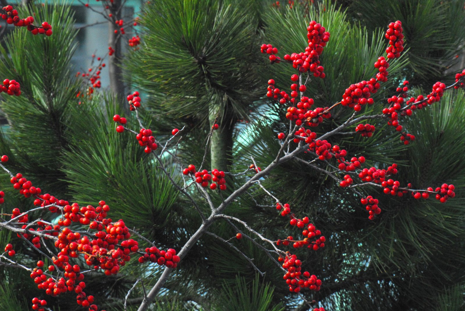 [pine+red+berries.jpg]