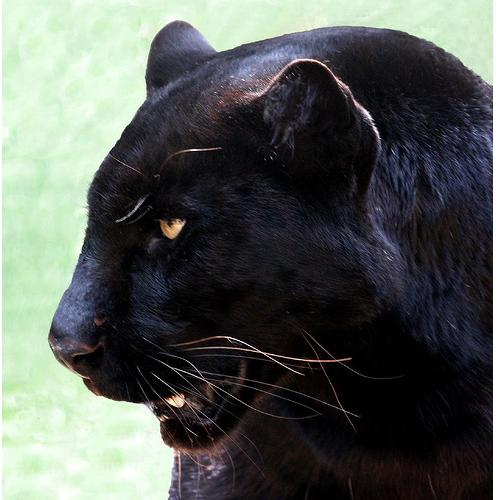 [Black+Panther.JPG]