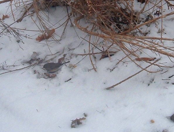[Bird+in+the+Snow.jpg]