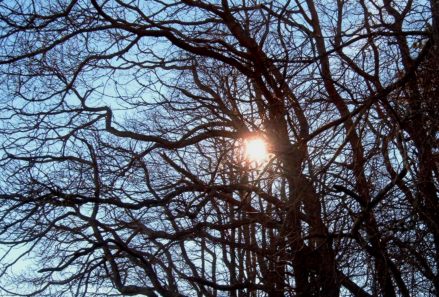 [Sun+in+Trees.jpg]