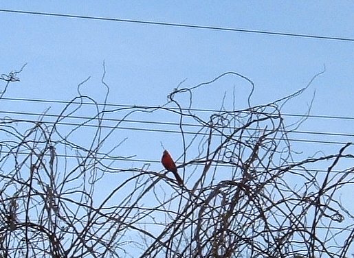 [Cardinal+sings+spring.jpg]
