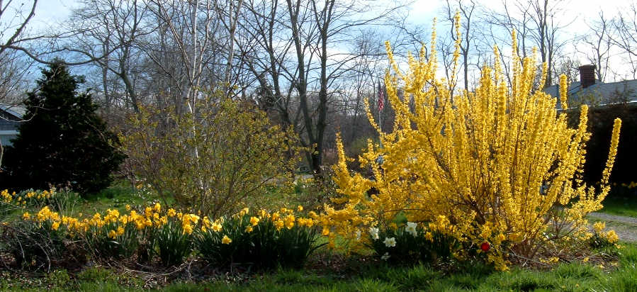 [Daffodil+Hedge+with+Forsythia.jpg]
