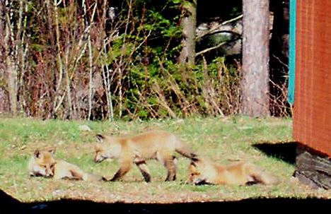 [baby+foxes.jpg]