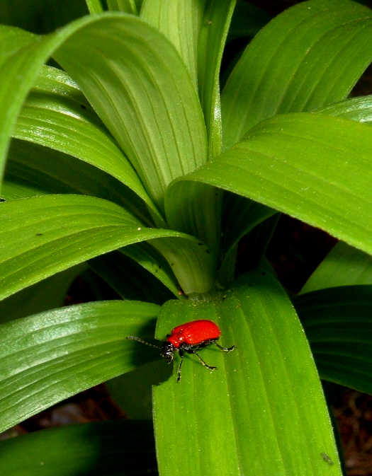 [Lily+Leaf+Beetle.jpg]