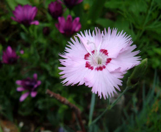 [Pink+Carnation.jpg]