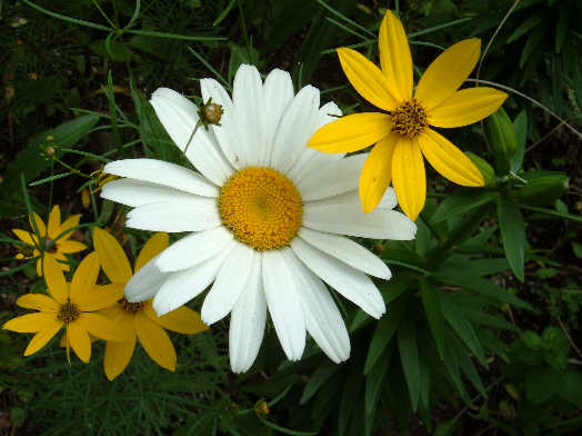 [Coreopsis+and+Daisies.jpg]