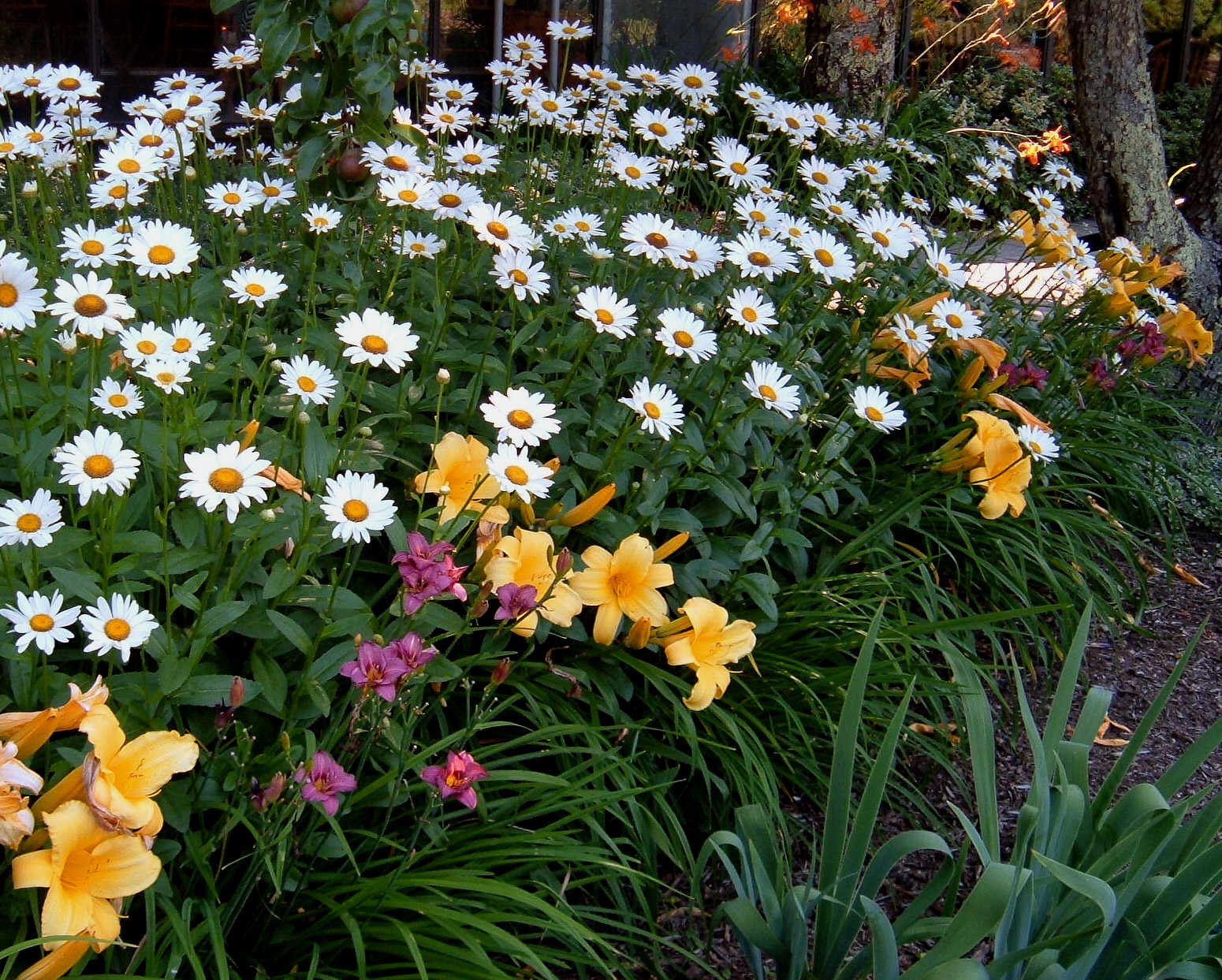 [Daisies+and+Daylilies+OJT.jpg]