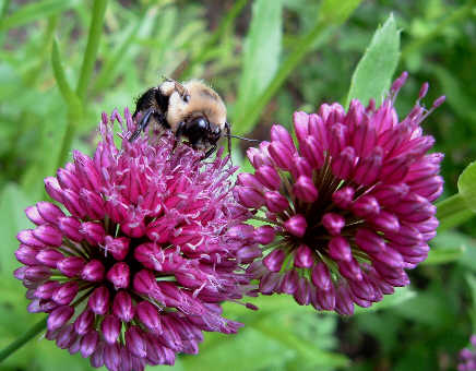 [Allium+Bee.jpg]
