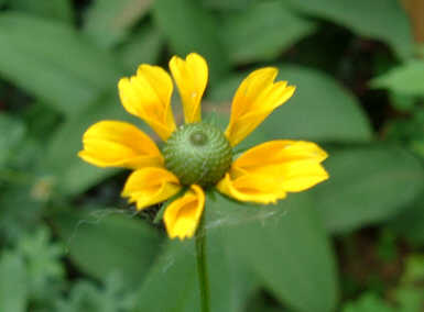 [Yellow+Wildflower.jpg]