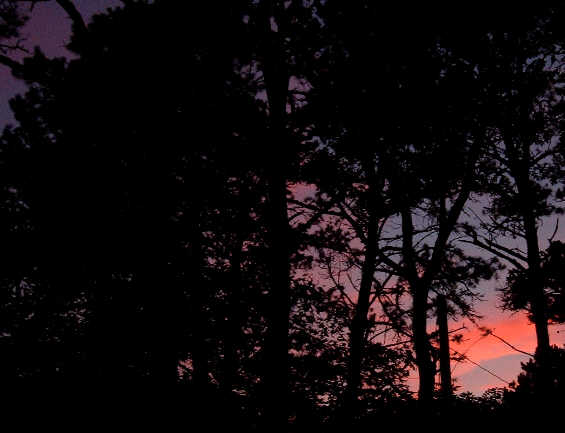 [Sunset+Trees.jpg]