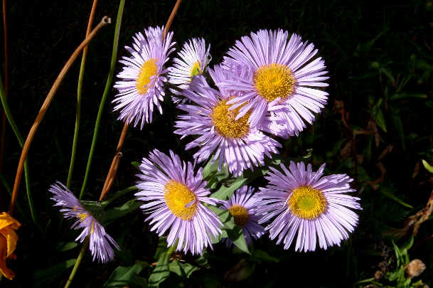[New+England+Asters+perfect.jpg]