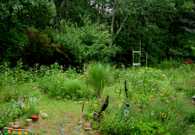 [Rainy+Morning+garden.jpg]