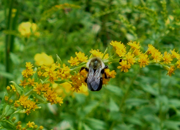 [Bumblebee+Goldenrod.jpg]