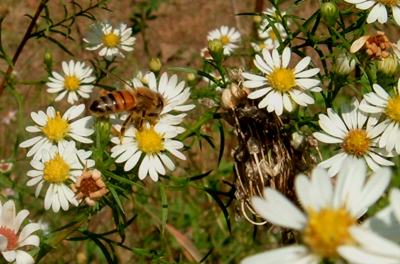 [Boltonia+Bee.jpg]
