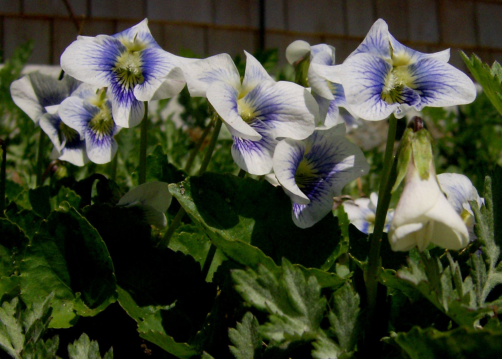[White+and+Blue+Violets.jpg]