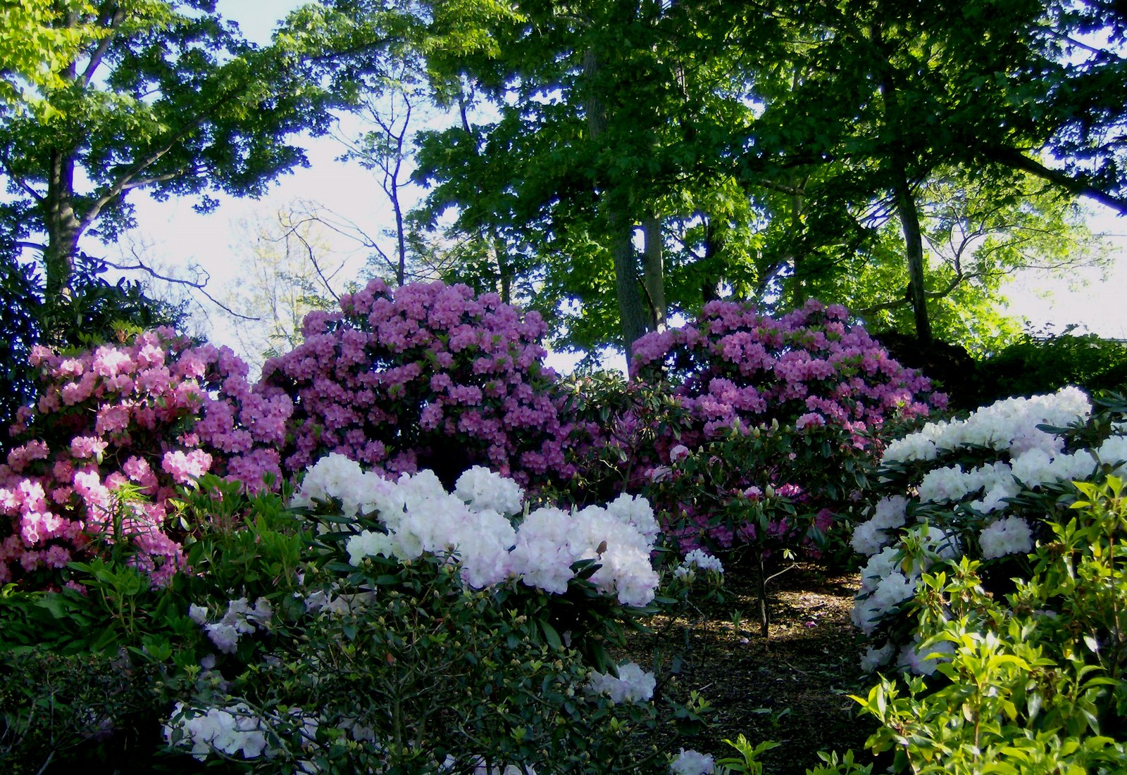 [Rhododendron+Hillside.jpg]