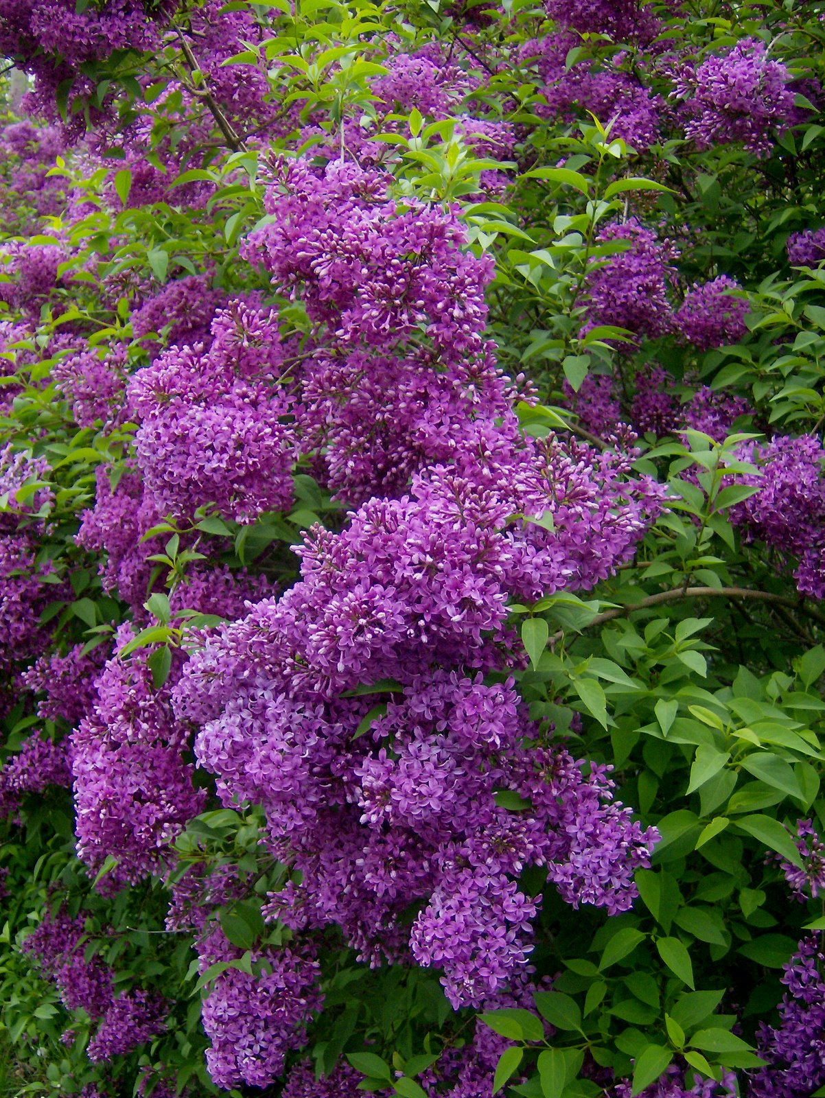 [Lilac+Hedge.jpg]
