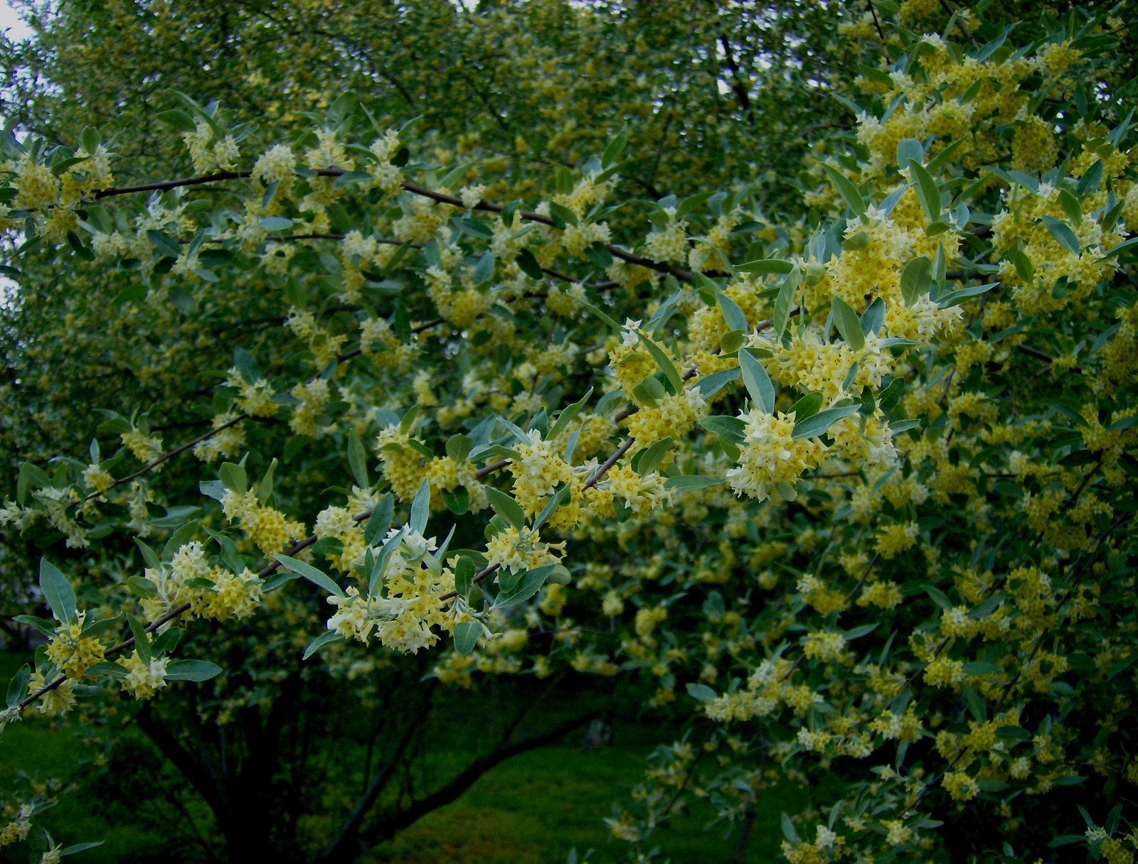[Yellow+Flowered+Tree.jpg]