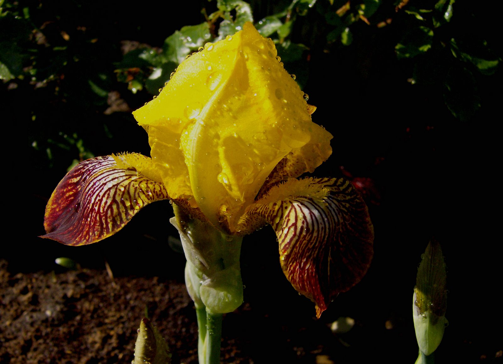 [Yellow+Iris.jpg]
