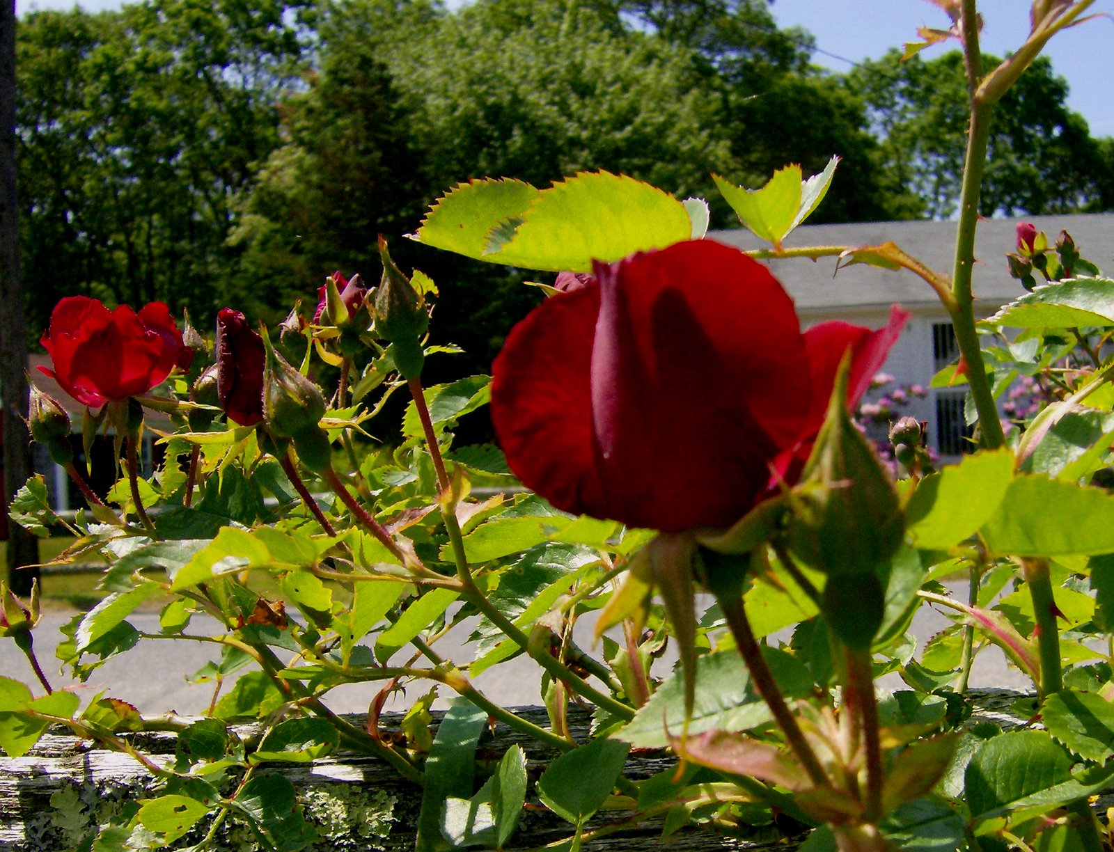 [Red+Roses+home+fence.jpg]