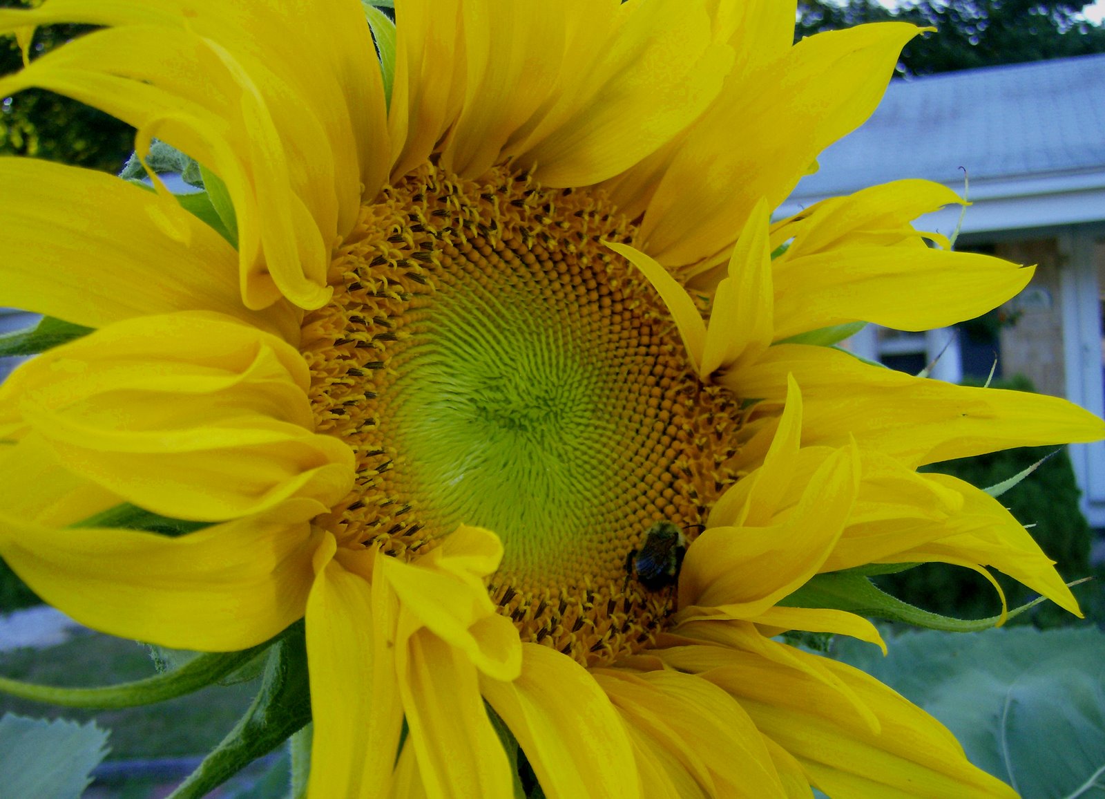 [New+Sunflower+with+Bee.jpg]