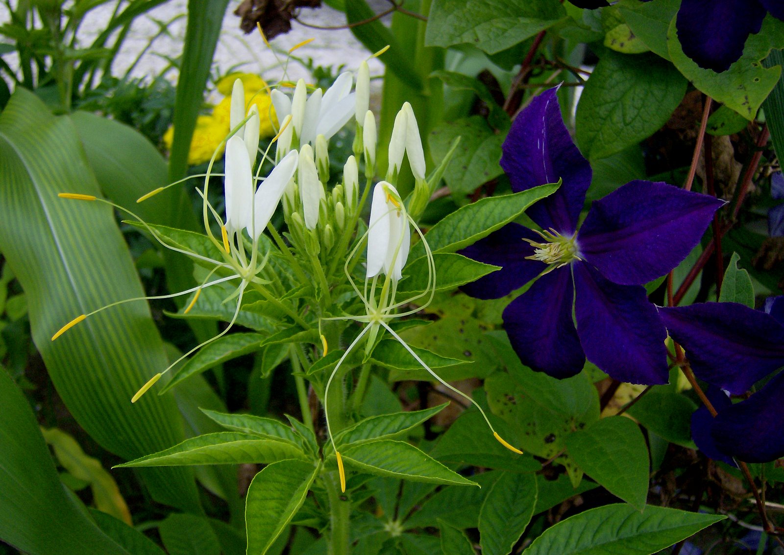 [White+Cleome+and+Clematis.jpg]