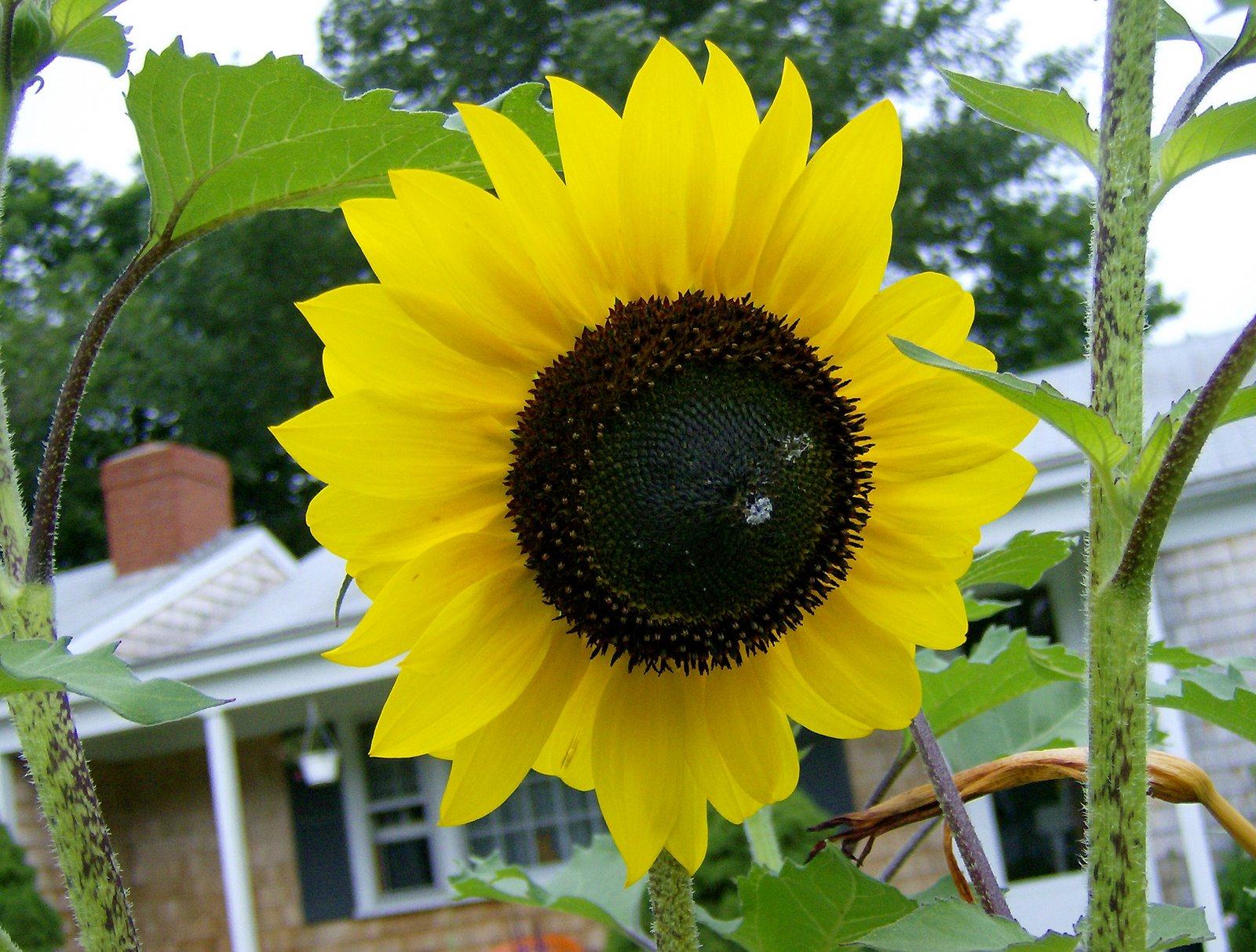 [Another+Sunflower+debuts.jpg]
