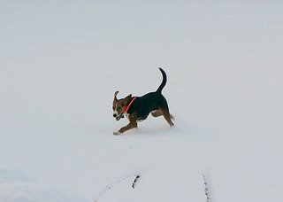 [Dog+snow.jpg]