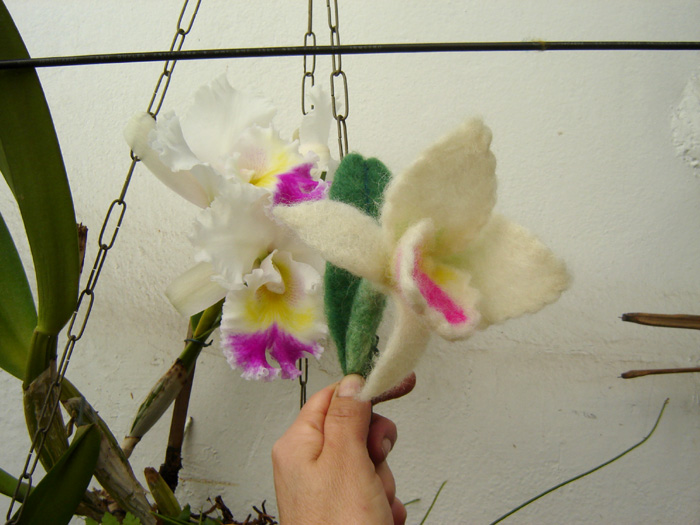 [orquidea+110.jpg]