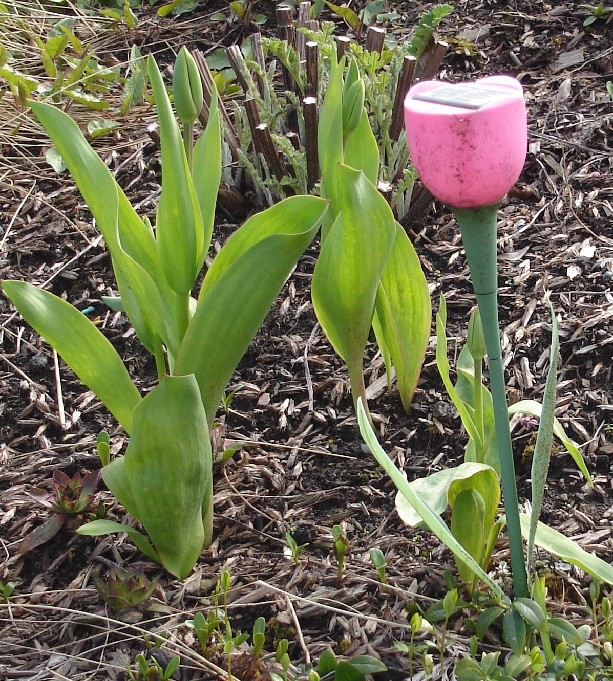 solar light tulip