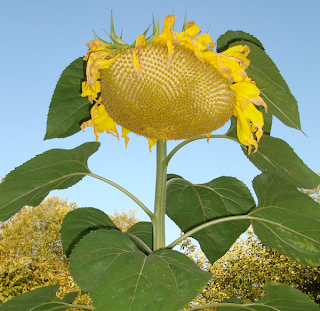 embarassed sunflower