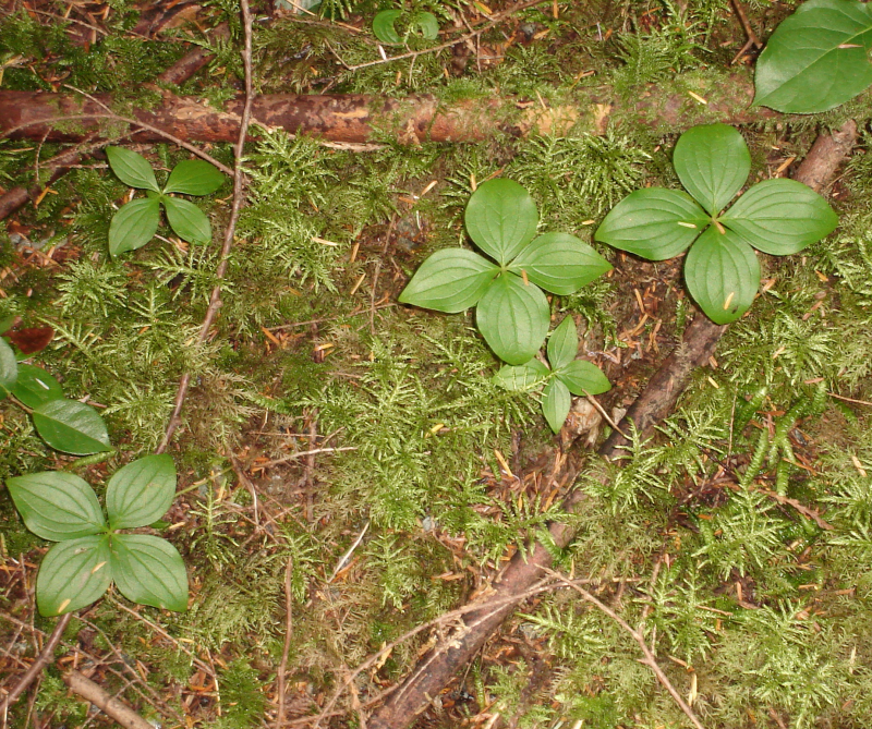 Cornus canadensis or Bunchberry