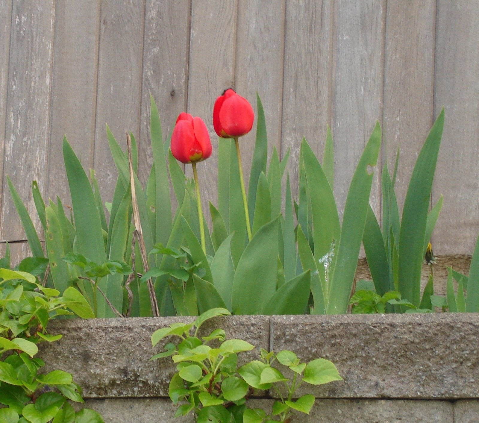 Tulips among iris greenery