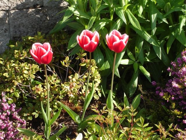 Beautiful tulips tucked in a garden