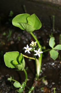 Bog bean (Menyanthes trifoliata)