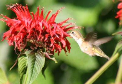 Hummingbird and red monarda