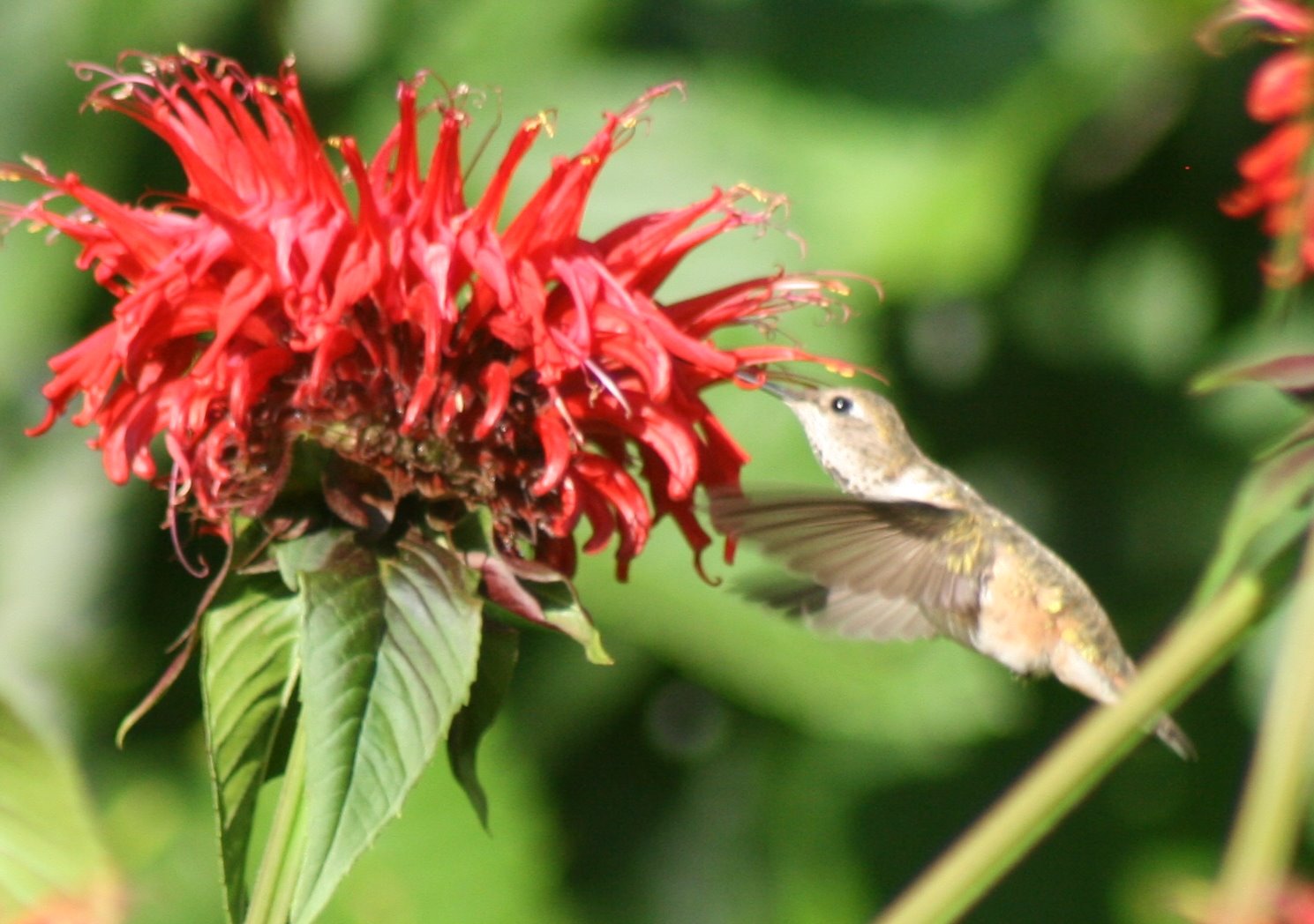 Hummingbird with monarda