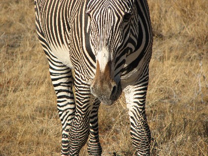 Giving the Grevy's Grief!