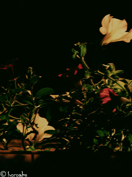 [night_flowers.jpg]