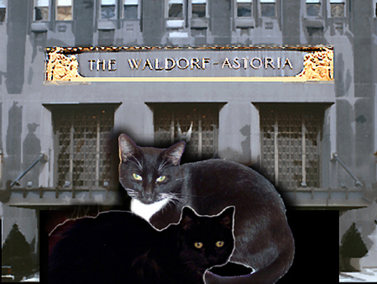 [Astor+Cat+Vacation.jpg]
