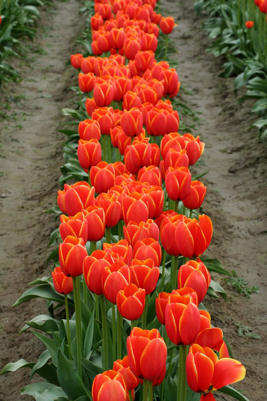 [tulips9.jpg]