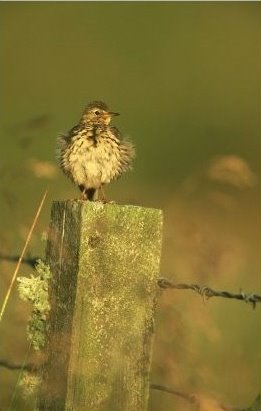 [Meadow+Pipit+Anthus+Pratensis+Adult+Perched+on+Fence+Post+Highlands+Scotland+Photography.jpg]