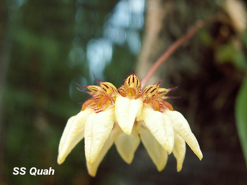 [Orchids21-20080211.JPG]