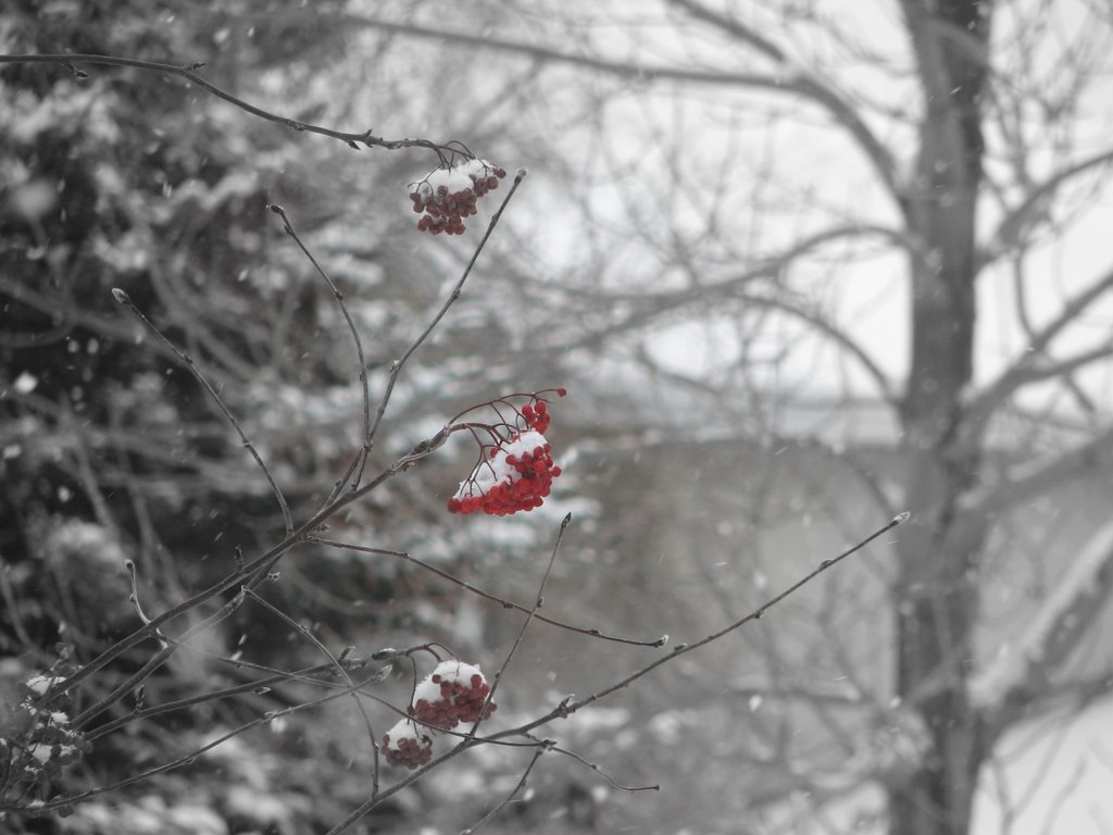 [berries+in+snow.jpg]