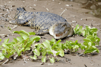 [crocodile+for+lunch.gif]