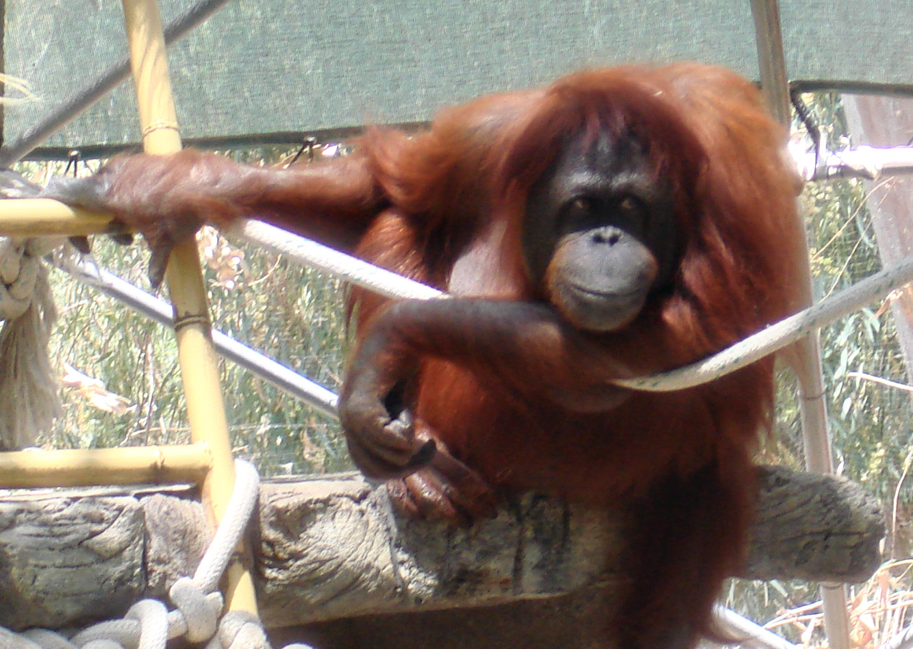 [Orangutan+Mom.jpg]