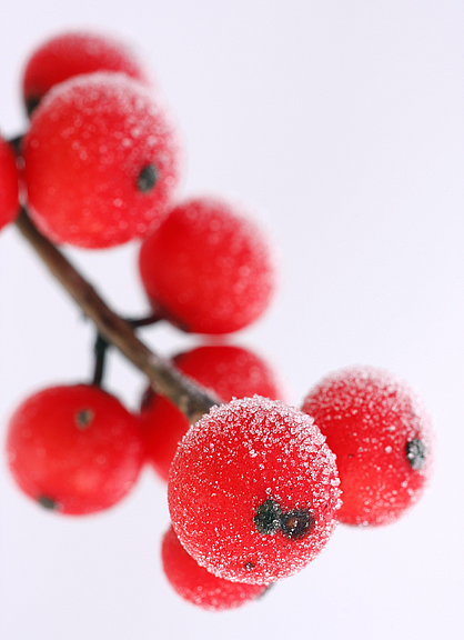 [Frosted+Winterberries.jpg]