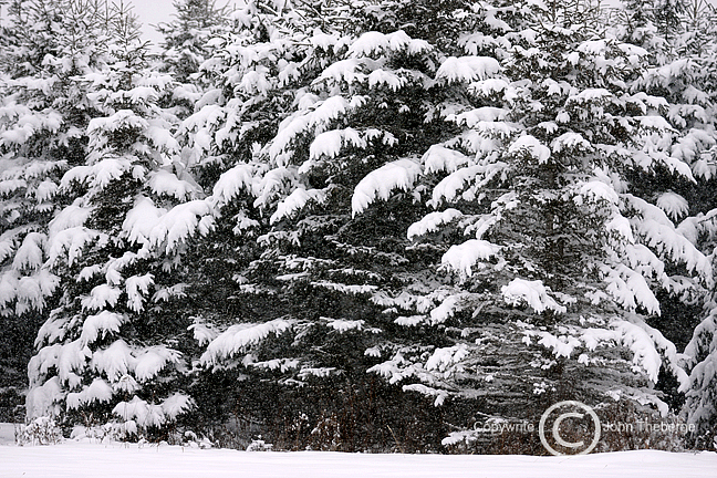 [Fir+Trees+in+Snow+Storm2.jpg]