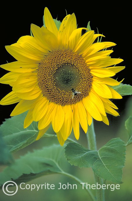 [Sunflower+and+Bee.jpg]